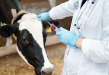 पशुओं को रोग से बचाने के लिए चलाया टीकाकरण अभियान