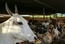गाय को राष्ट्रीय पशु घोषित करने की उठी मांग बकरीद आज कड़ी सुरक्षा के बीच अदा की गई नमाज